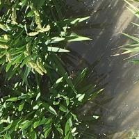 Rice_Panicle_DRPD_7m project thumbnail