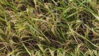 Rice_Panicle_Bangladesh project thumbnail