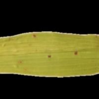 Object Deteksi Daun Padi project thumbnail