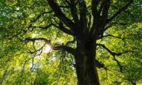 tree project thumbnail