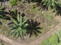 palm tree detection Object Detection Model by aerospace school