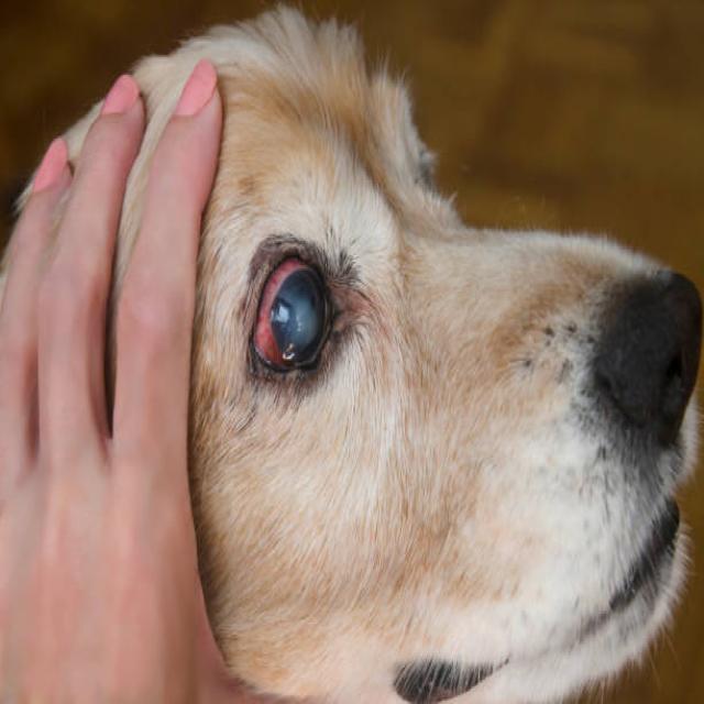 dog-eye-disease-object-detection-dataset-and-pre-trained-model-by