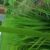 Penyakit Daun Padi project thumbnail