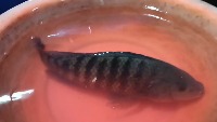 Klasifikasi Ikan project thumbnail