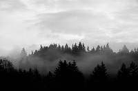 Forest fire project thumbnail