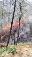 Forest fire project thumbnail