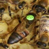 bees_detection project thumbnail