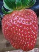 Ripe and unripe strawberries project thumbnail