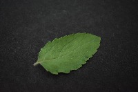 Dataset Image