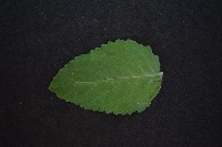 Dataset Image