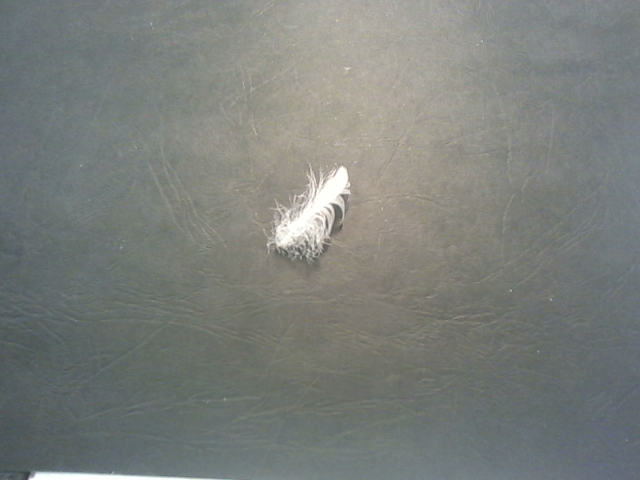 feathers detection Object Detection Dataset by KIT