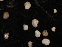 sep 2024 extra species zoom 35 project thumbnail