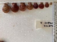 Icelandic scallop 2 project thumbnail