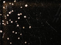 foram-species-genus-groups_smartpoly_zoom-16-old project thumbnail