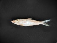 milkfish-weight-test project thumbnail