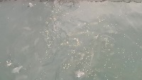 dahuangyu project thumbnail