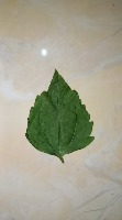 daun project thumbnail