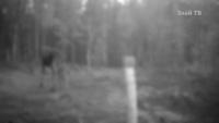 Detekt_Zivotnih project thumbnail