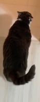 Cat sizes project thumbnail