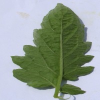 Plant health project thumbnail
