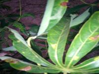 cassava project thumbnail