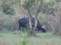 wild_gaur project thumbnail