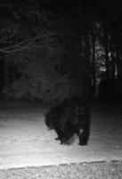 wildanimal project thumbnail