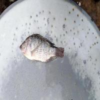 Freshwater Fish Dataset project thumbnail