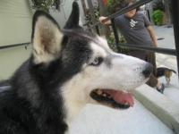 dog project thumbnail