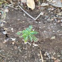 Crop-Weed-Detection project thumbnail