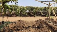 vineyard model project thumbnail