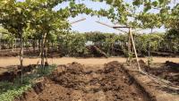 vineyard project thumbnail