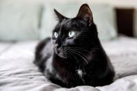 cat _dog_detection project thumbnail