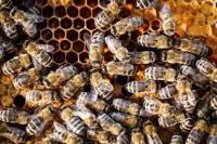 Bee_detection project thumbnail