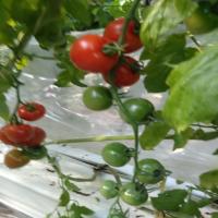 original tomato project thumbnail