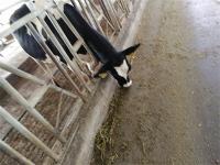 Cow project thumbnail