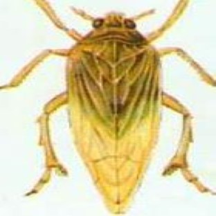 small_brown_plant_hopper Object Detection Dataset by samkeun5