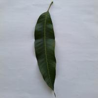 Mango leaf disease project thumbnail