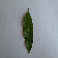 Mango leaf disease detection project thumbnail