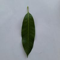 Mango leaf disease project thumbnail