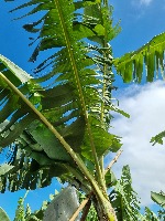 Black-sigatoka project thumbnail