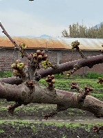 CentroFrutal project thumbnail