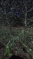 flores_cerezos project thumbnail