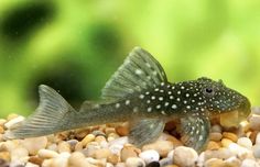 Catfish-Detector Object Detection Dataset by DIA