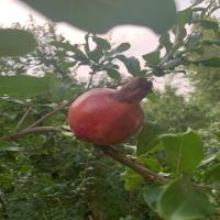 Pomegranate project thumbnail