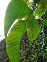 Plant Pathology  project thumbnail