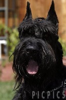 emotions_of_dogs project thumbnail