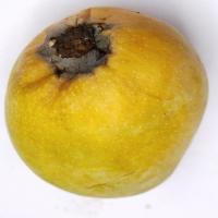 Mango Disease Detection project thumbnail