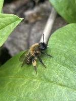 Andrena_Bicolor project thumbnail