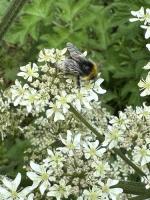 Bombus_lucorum project thumbnail